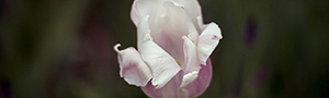decorative image offlower link to gallery
